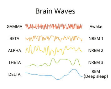 Brainwaves