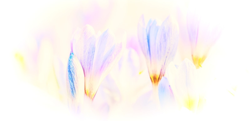 Crocuses