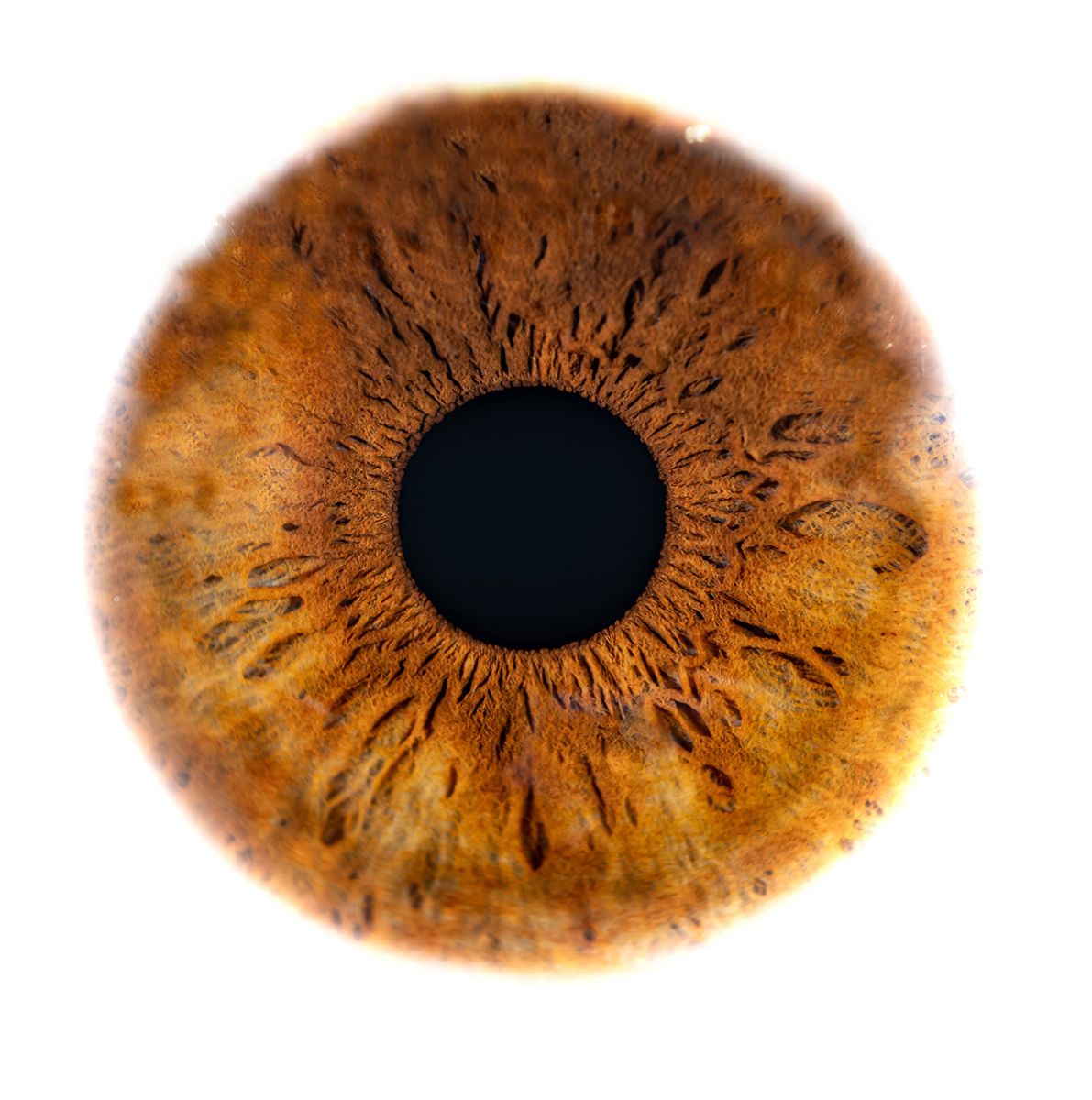 Auge